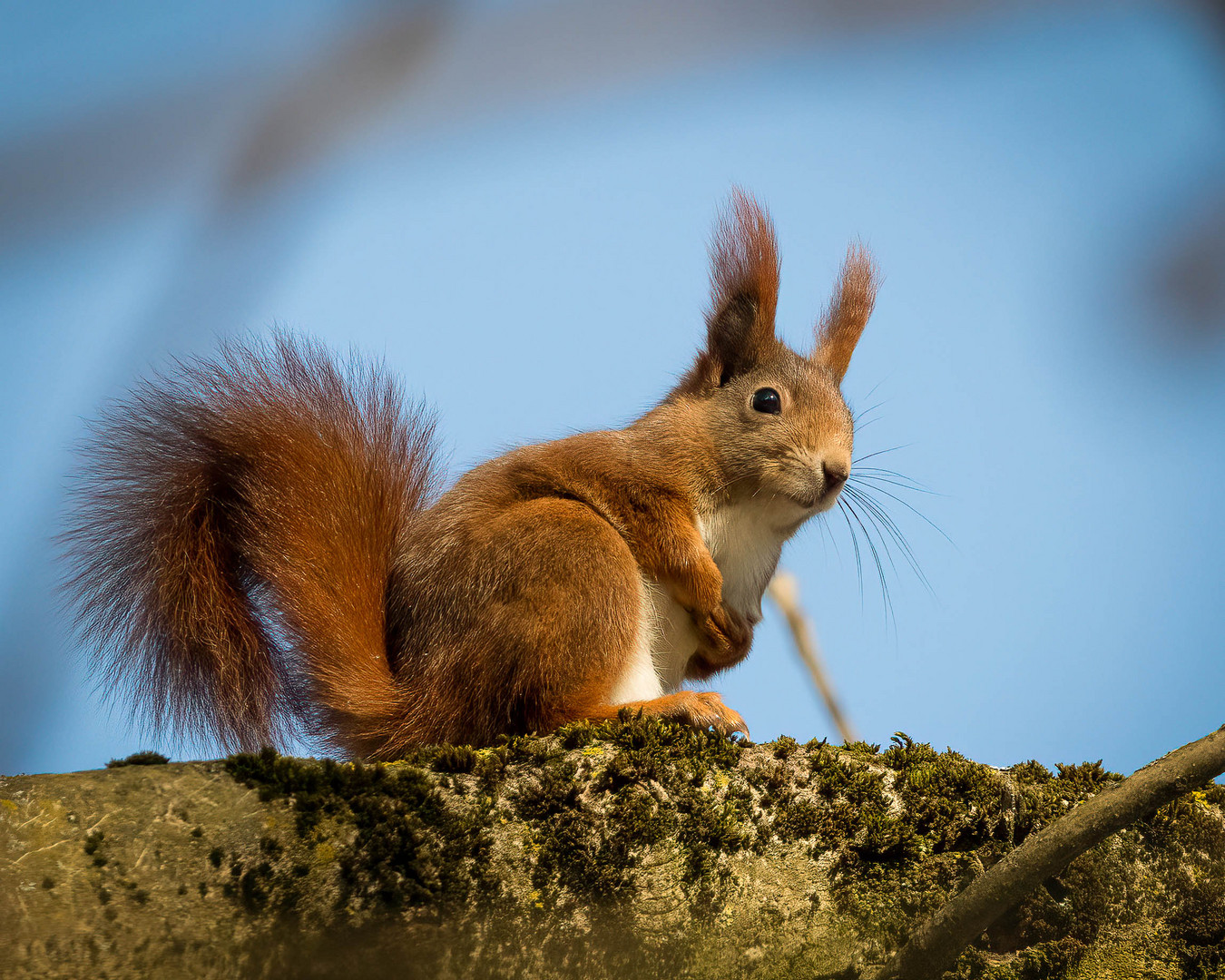 Eichhörnchen