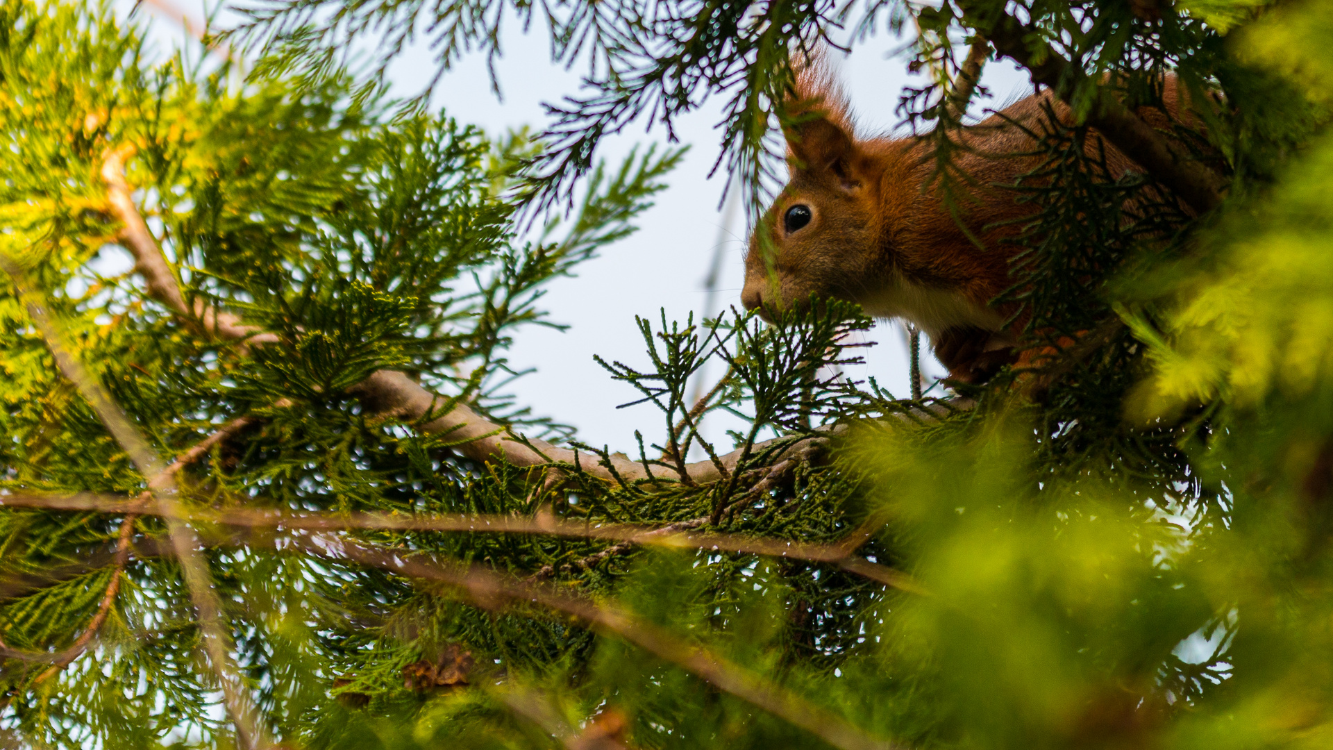 Eichhörnchen