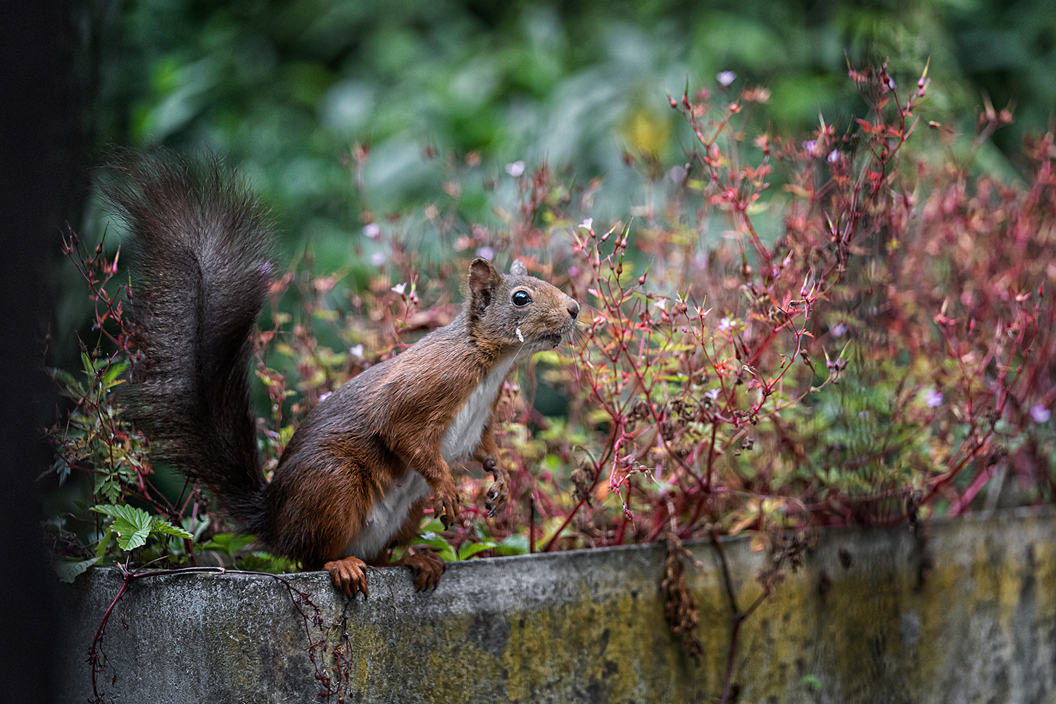 Eichhörnchen