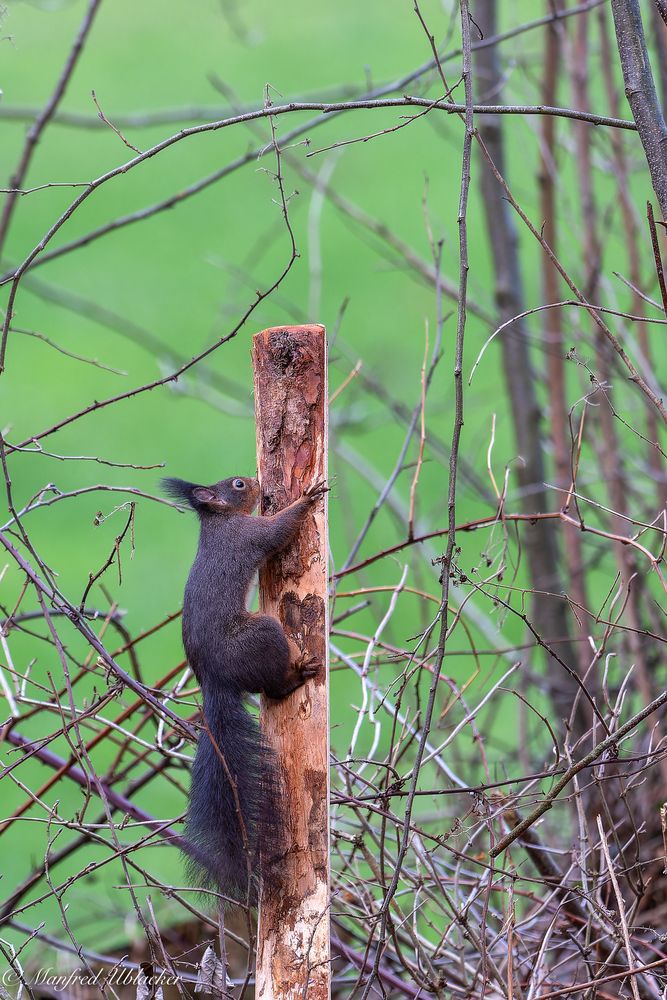 Eichhörnchen ...