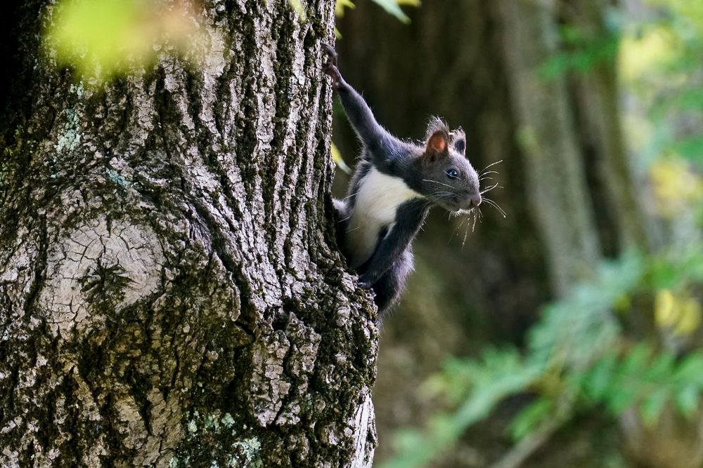 Eichhörnchen