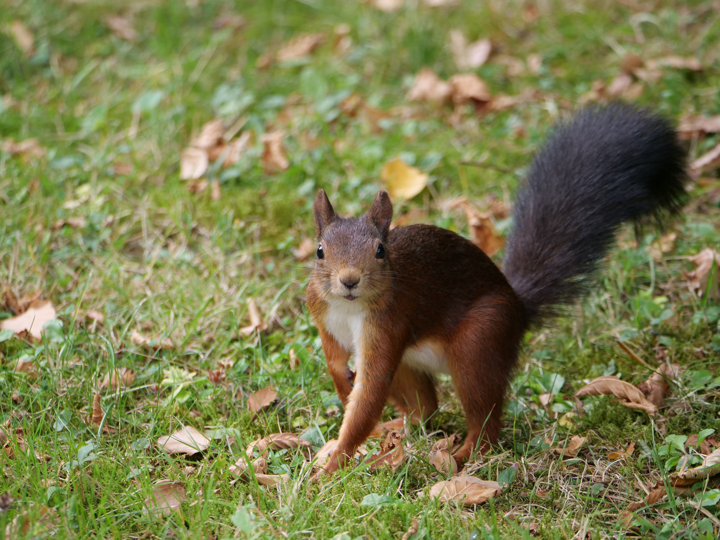 Eichhörnchen