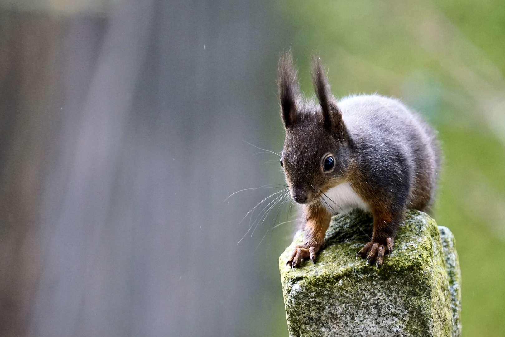 Eichhörnchen