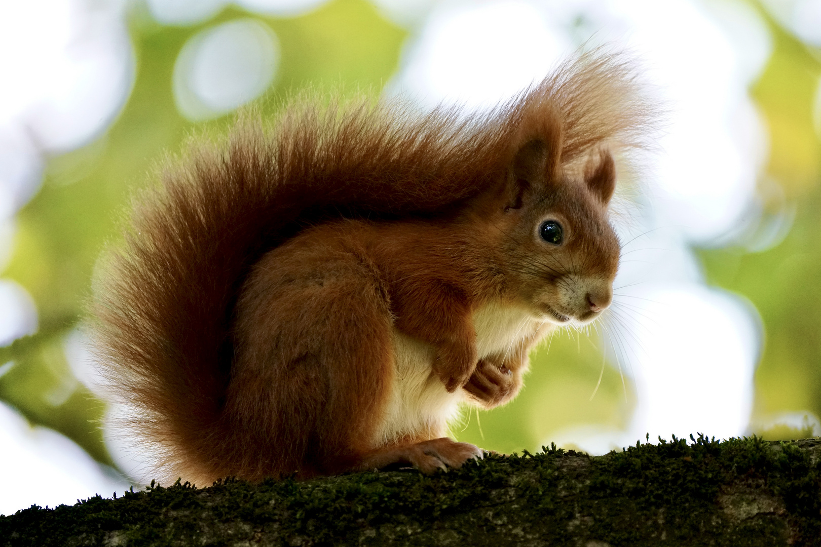 Eichhörnchen