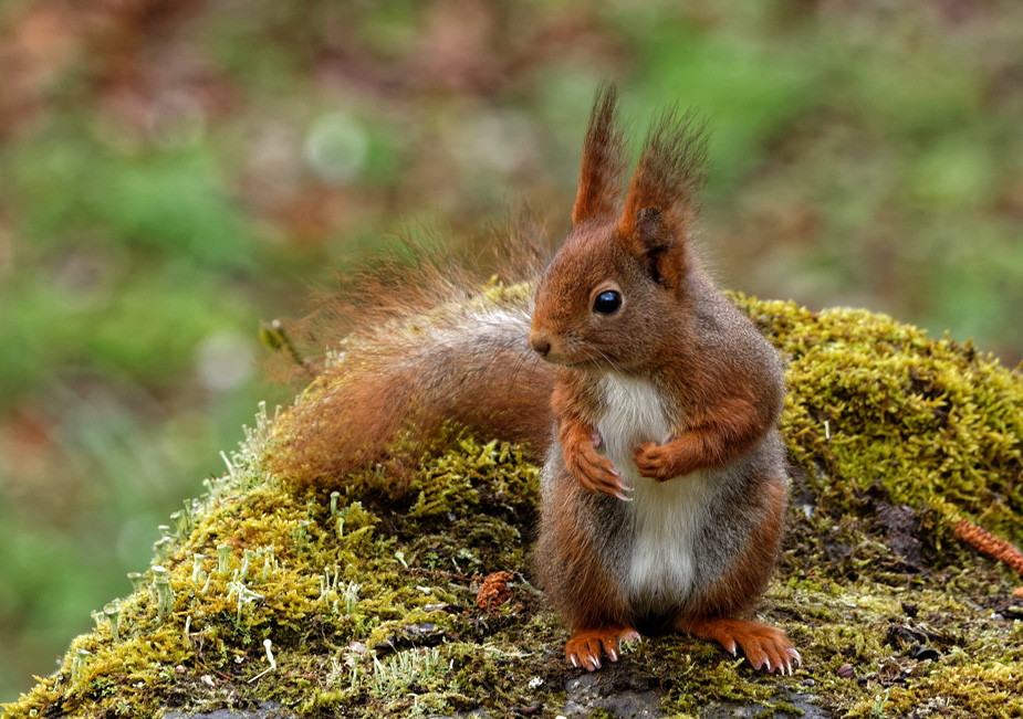 Eichhörnchen