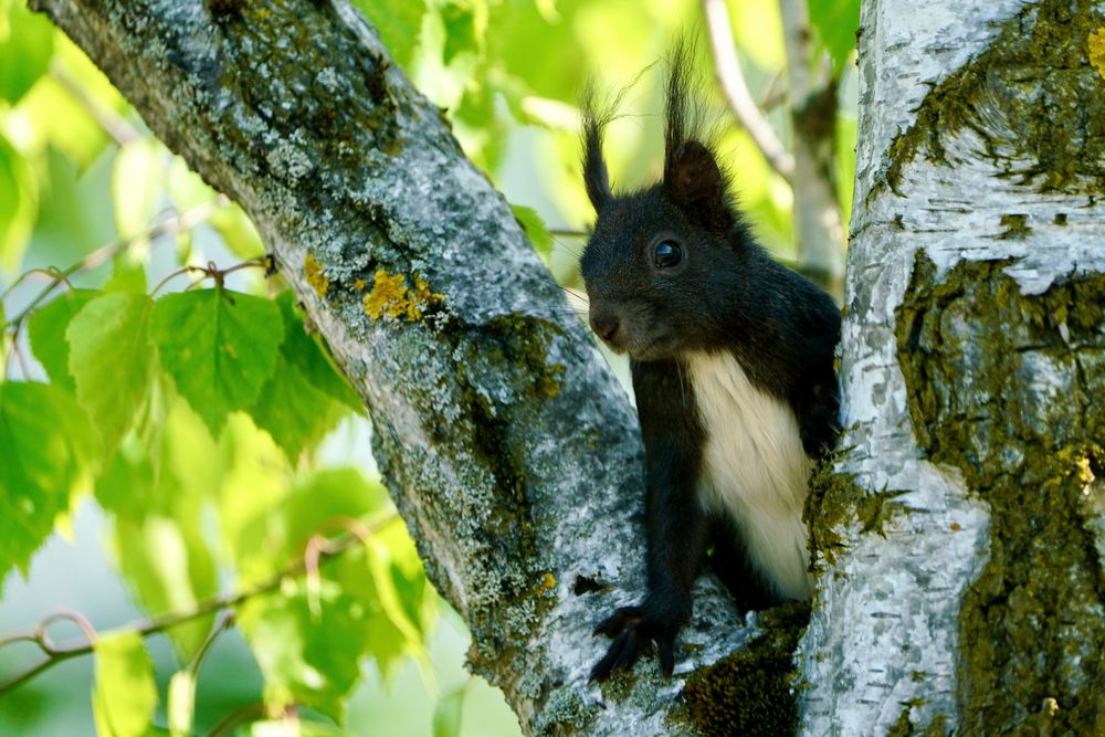 Eichhörnchen