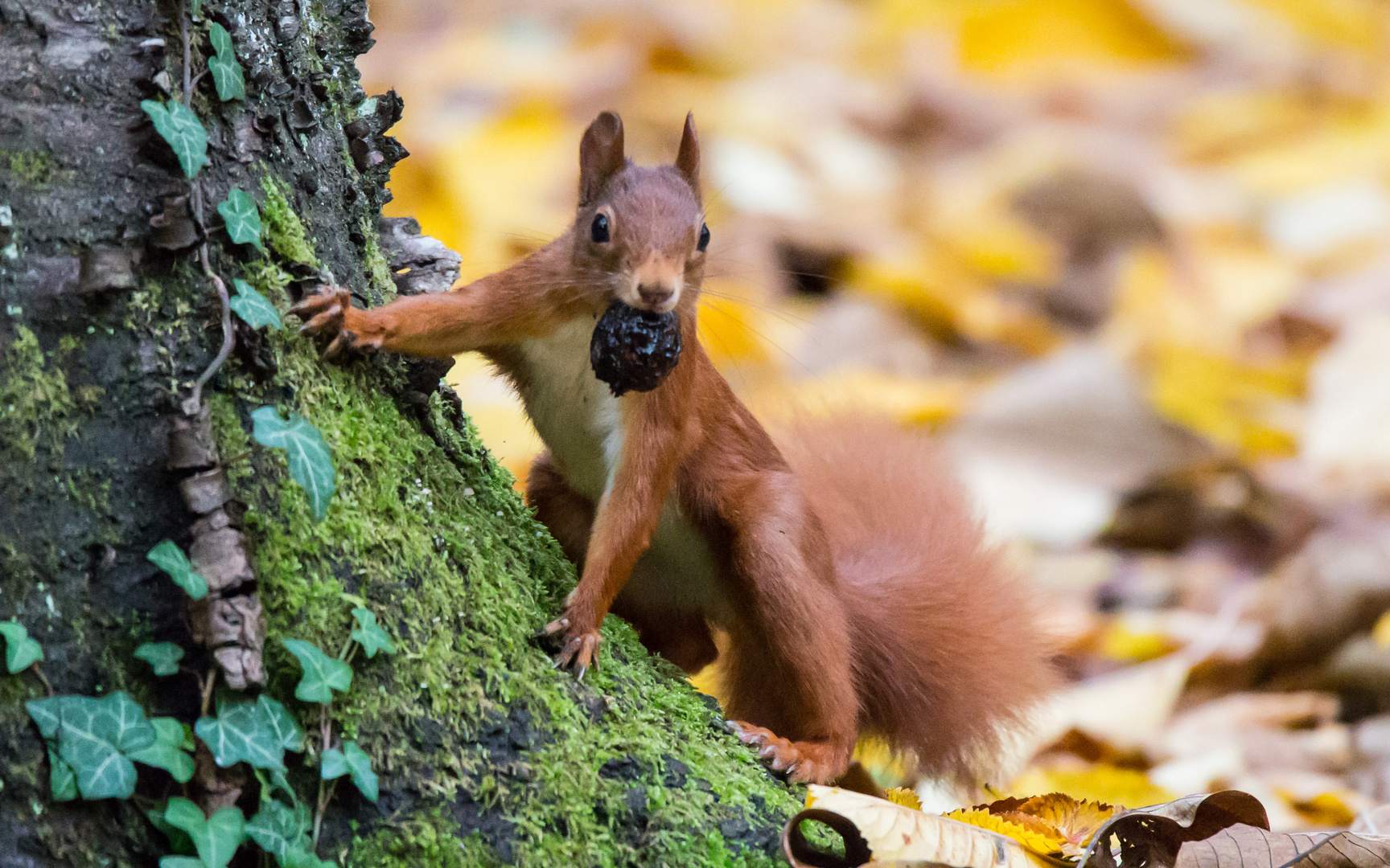 Eichhörnchen...