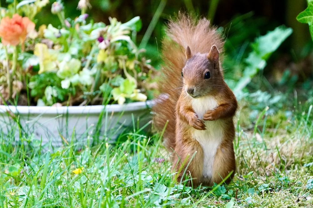 Eichhörnchen