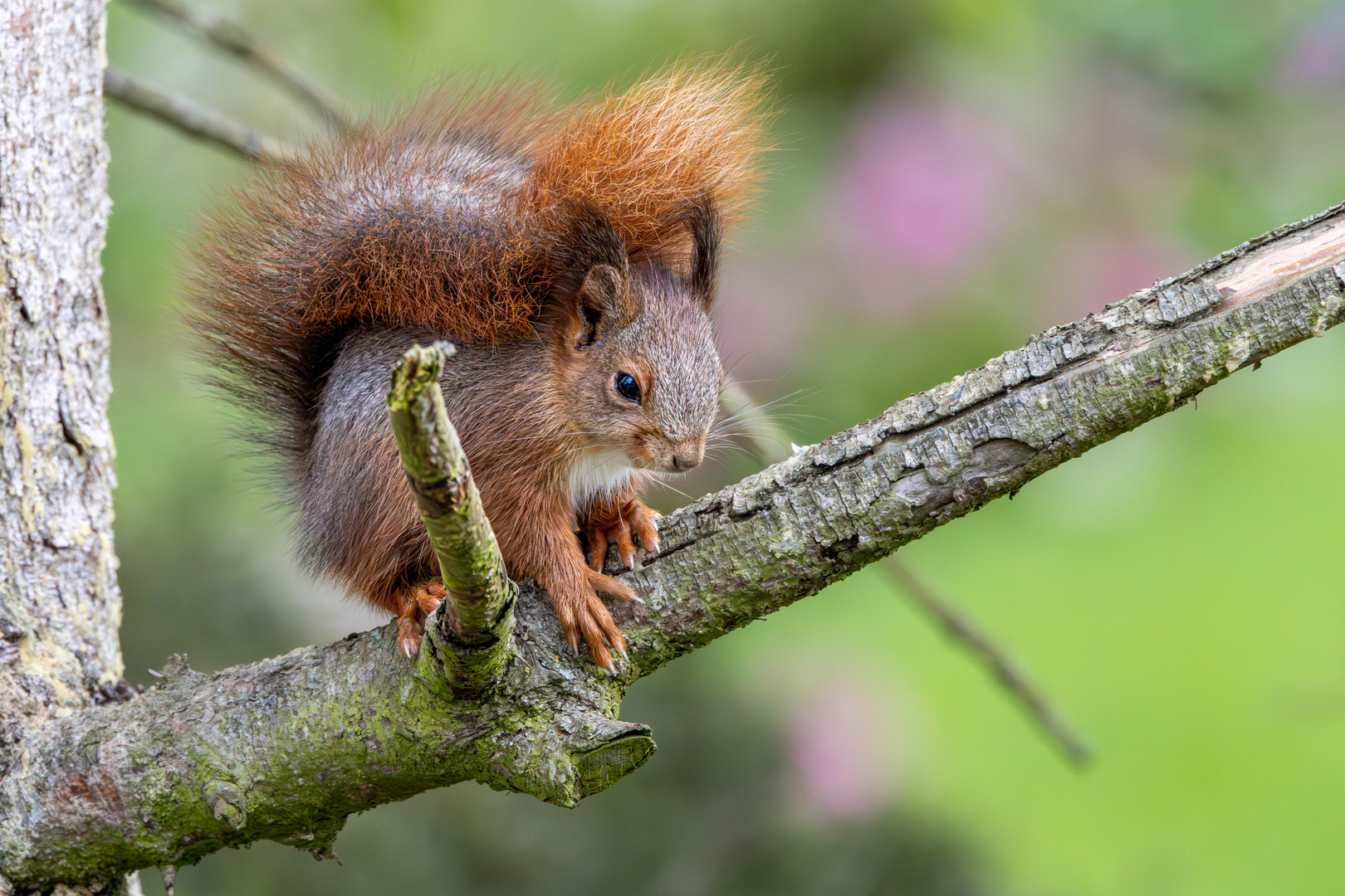 Eichhörnchen