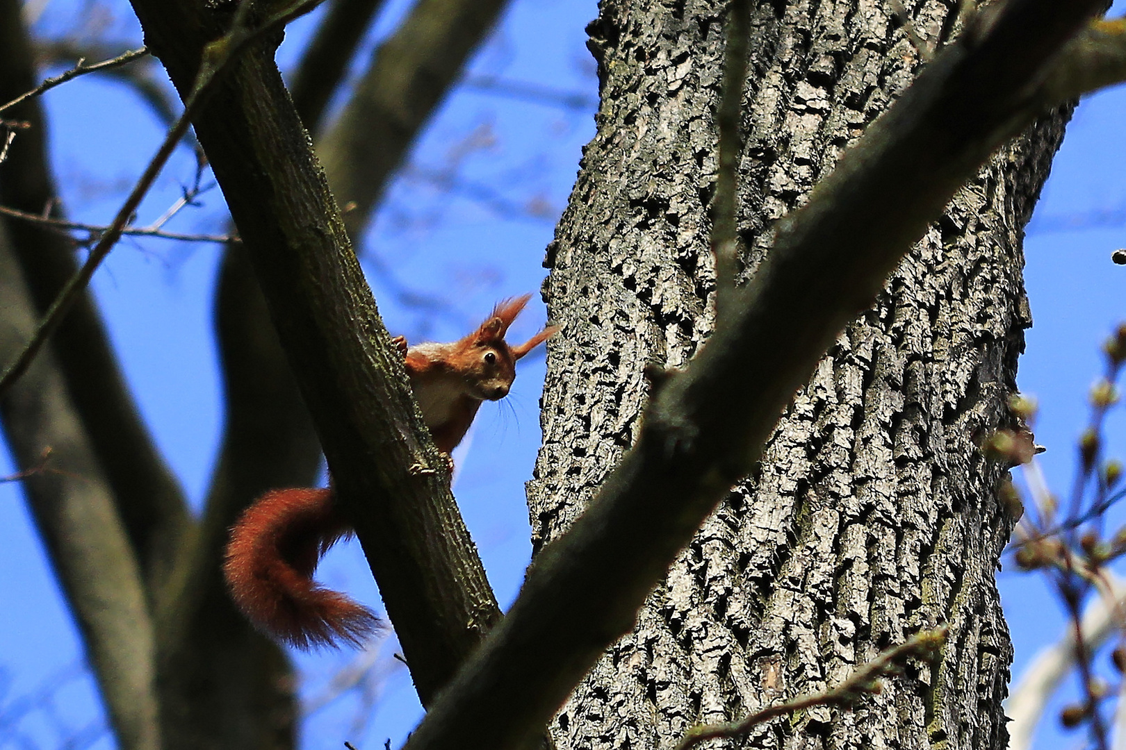 Eichhörnchen