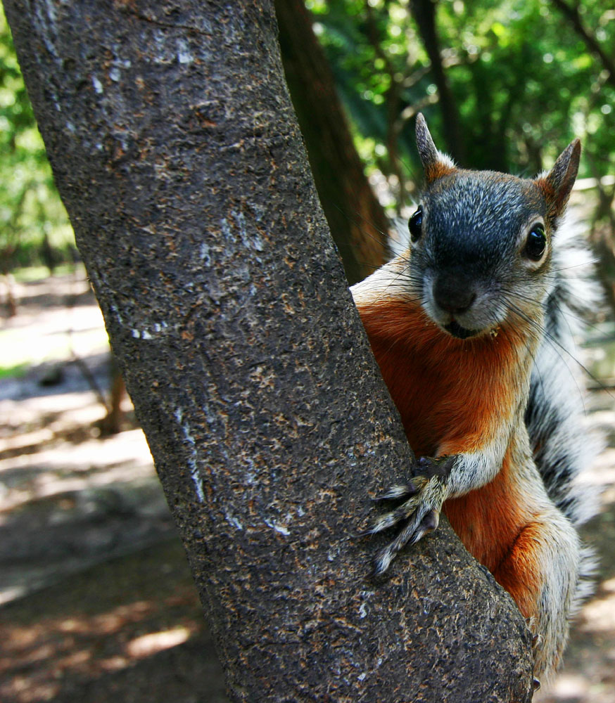 Eichhörnchen