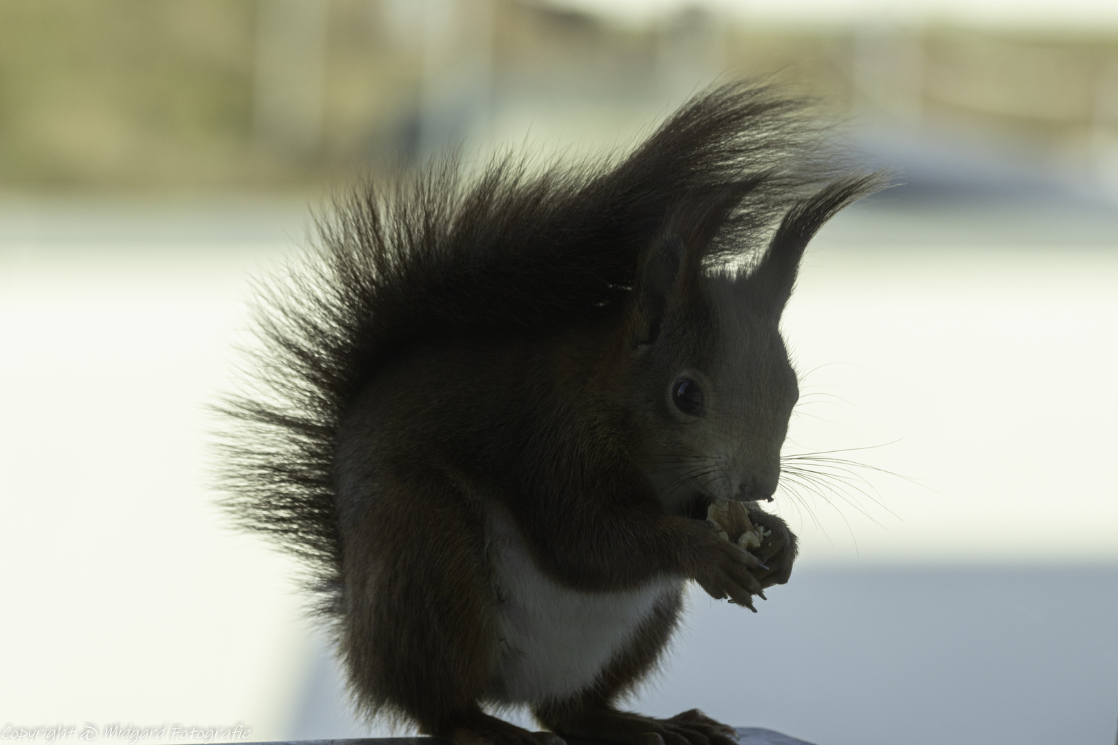 Eichhörnchen