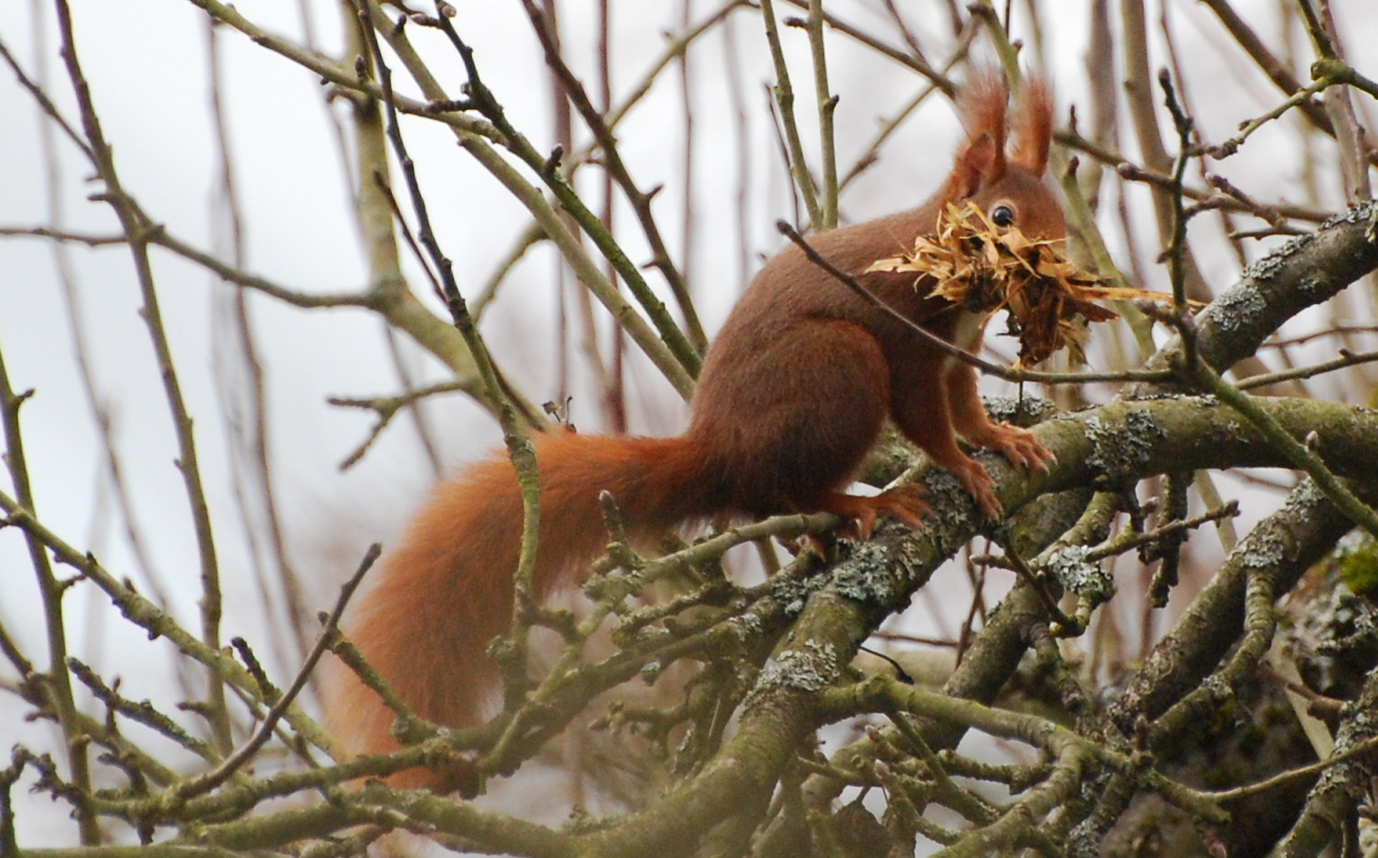 Eichhörnchen