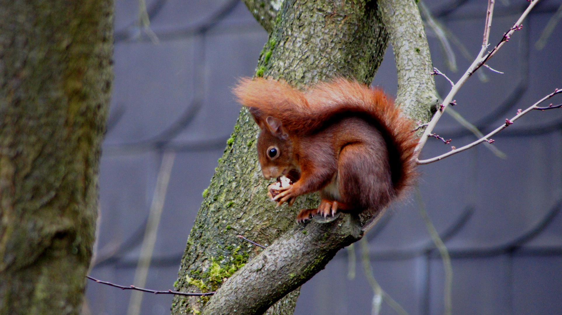 Eichhörnchen