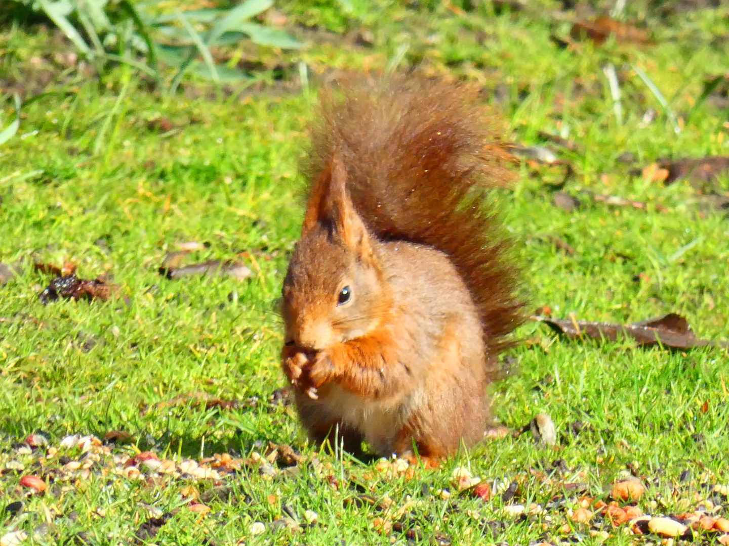 Eichhörnchen 