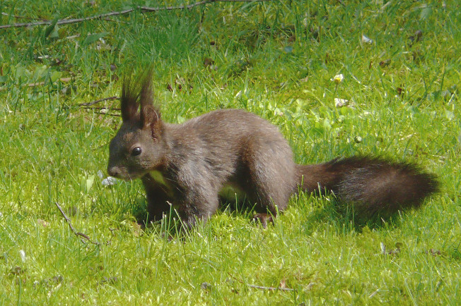 Eichhörnchen