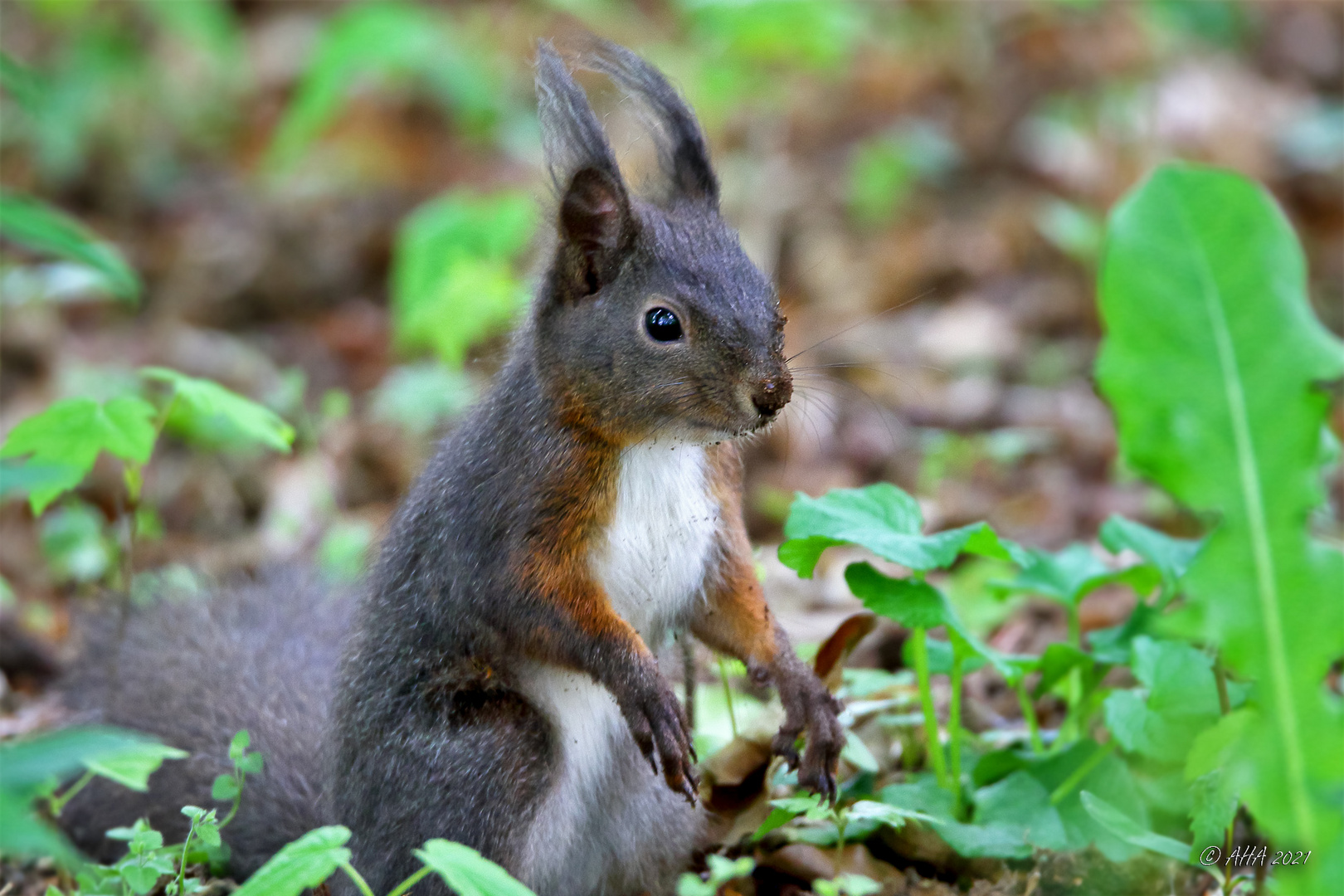 Eichhörnchen