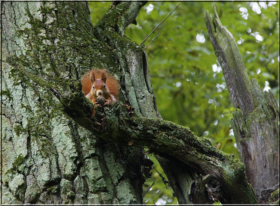 Eichhörnchen