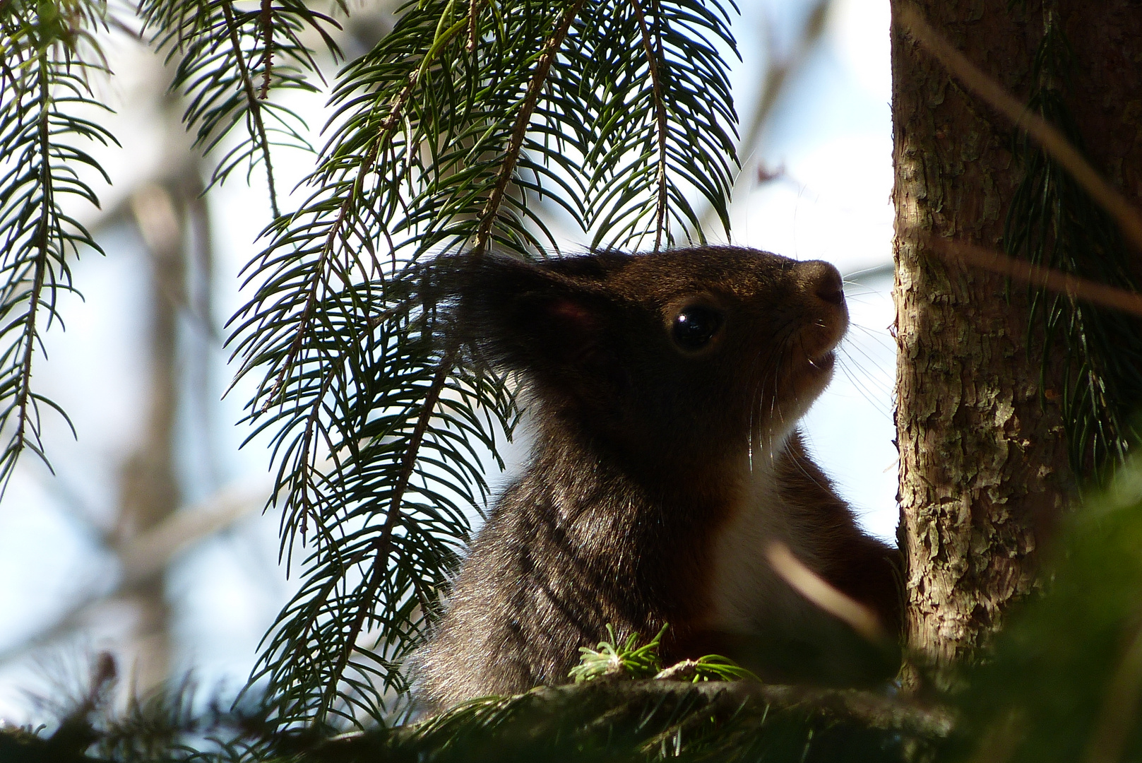 Eichhörnchen