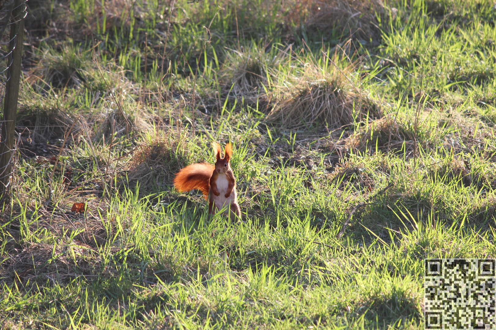 Eichhörnchen