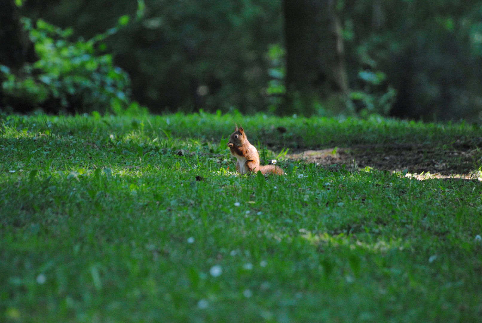 Eichhörnchen