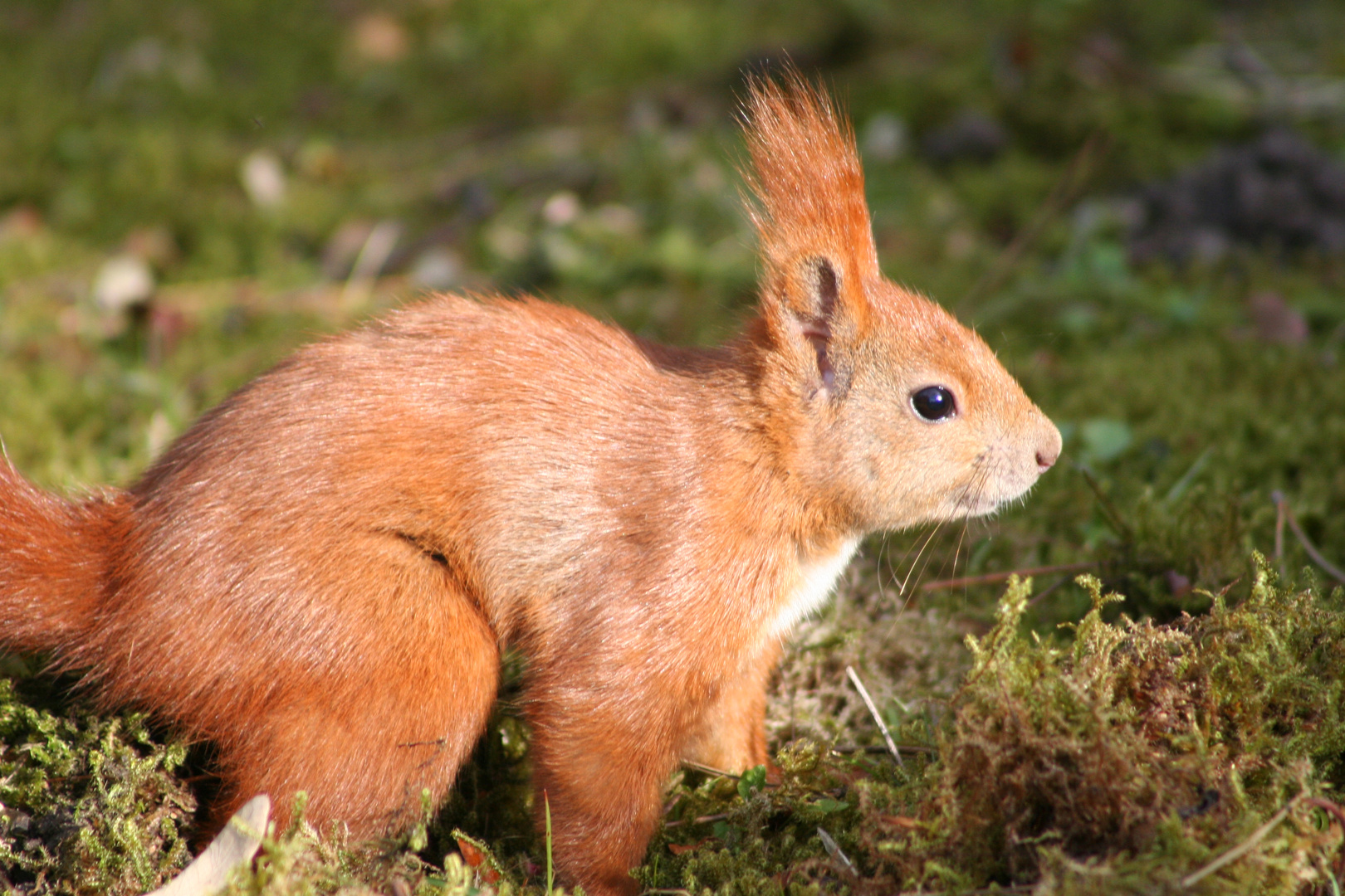 Eichhörnchen