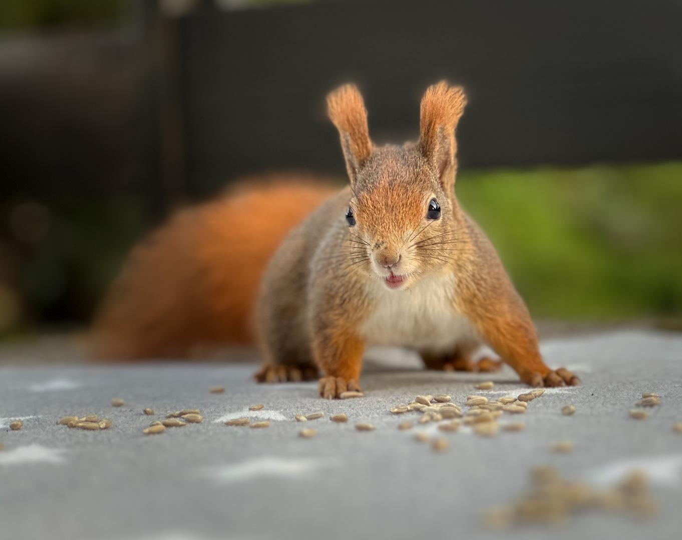 Eichhörnchen 