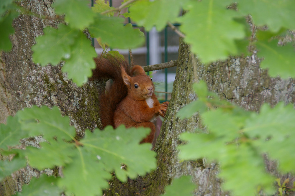 Eichhörnchen