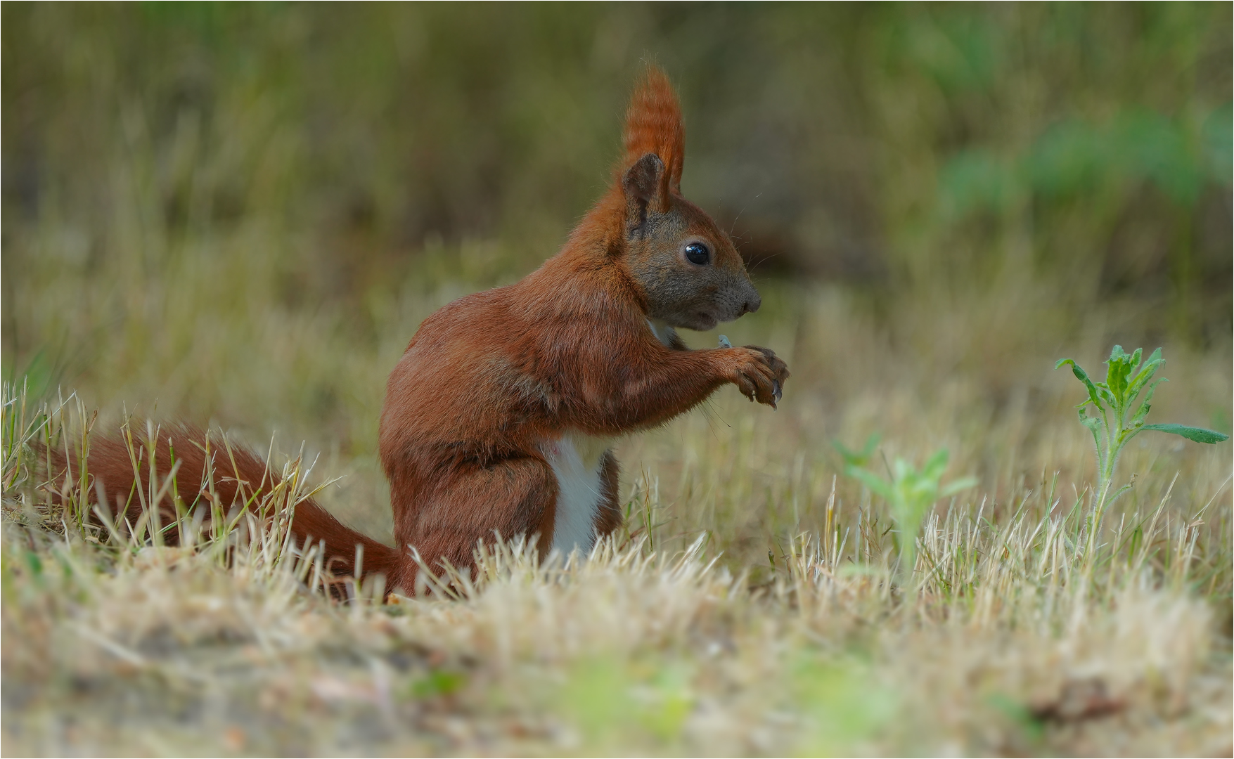 Eichhörnchen