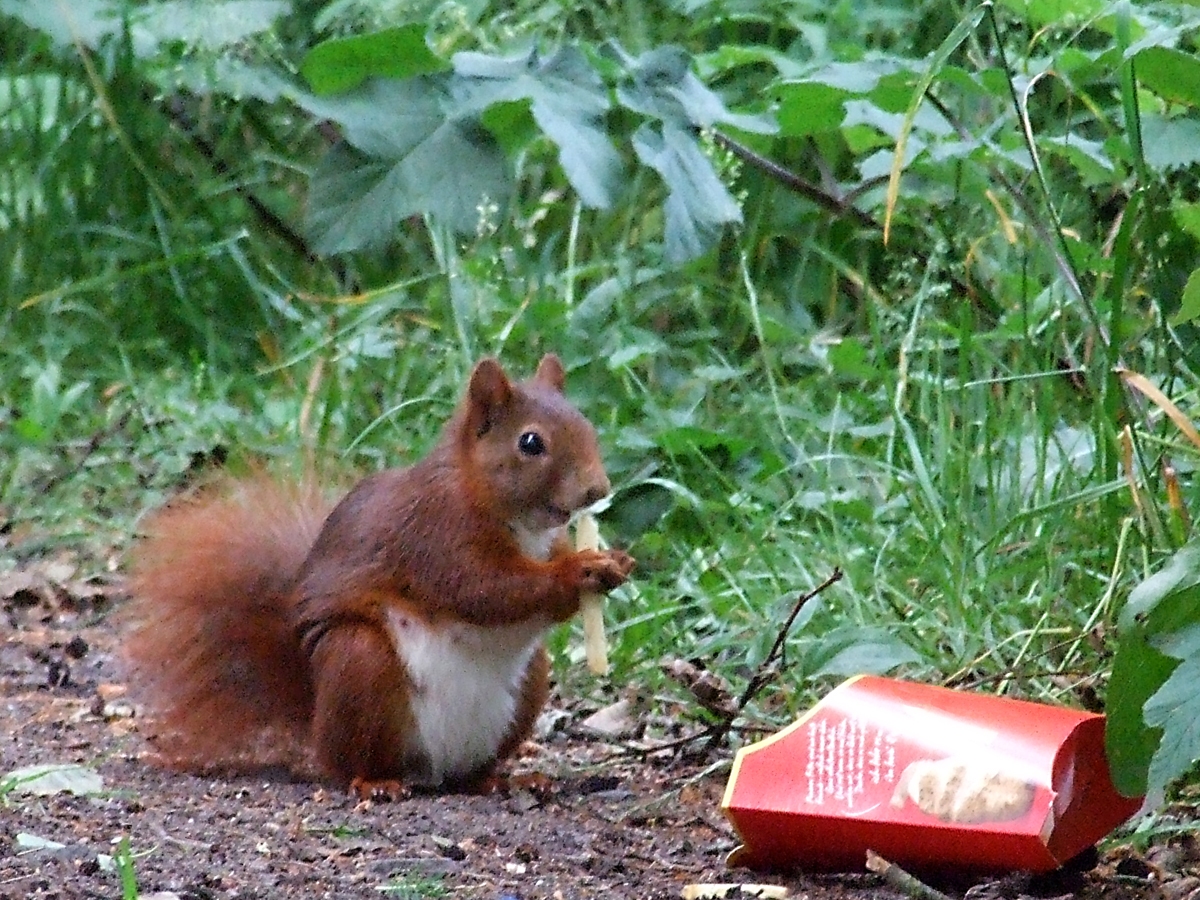 Eichhörnchen