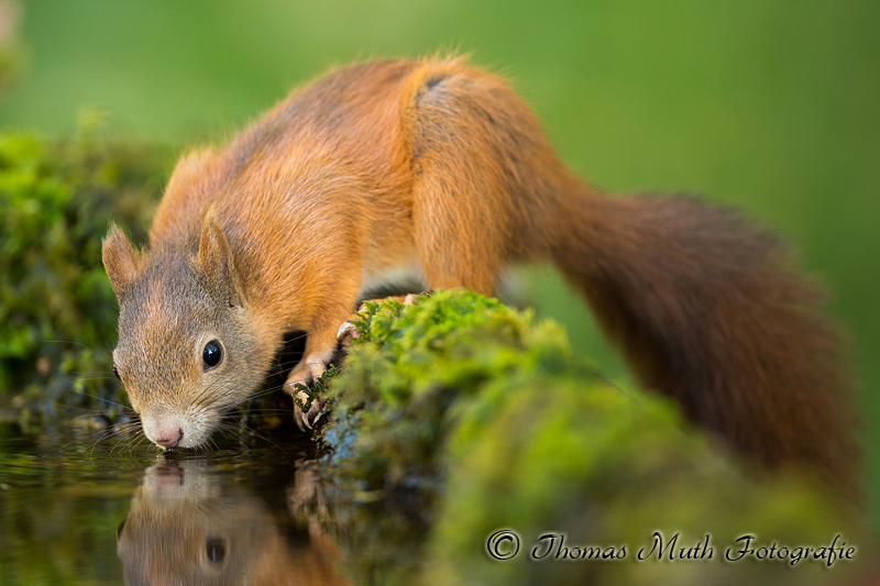 Eichhörnchen