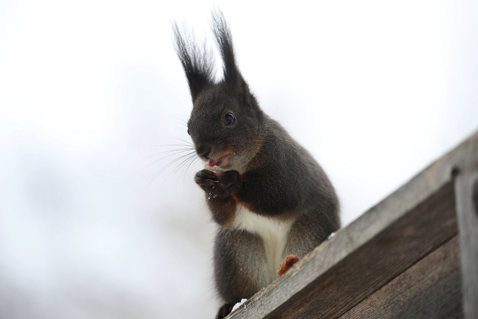 Eichhörnchen