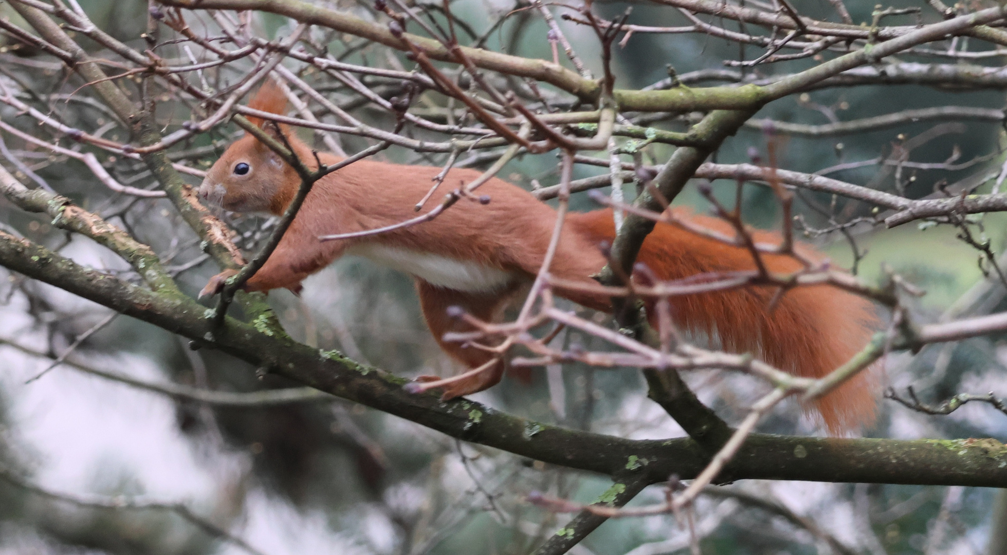 Eichhörnchen