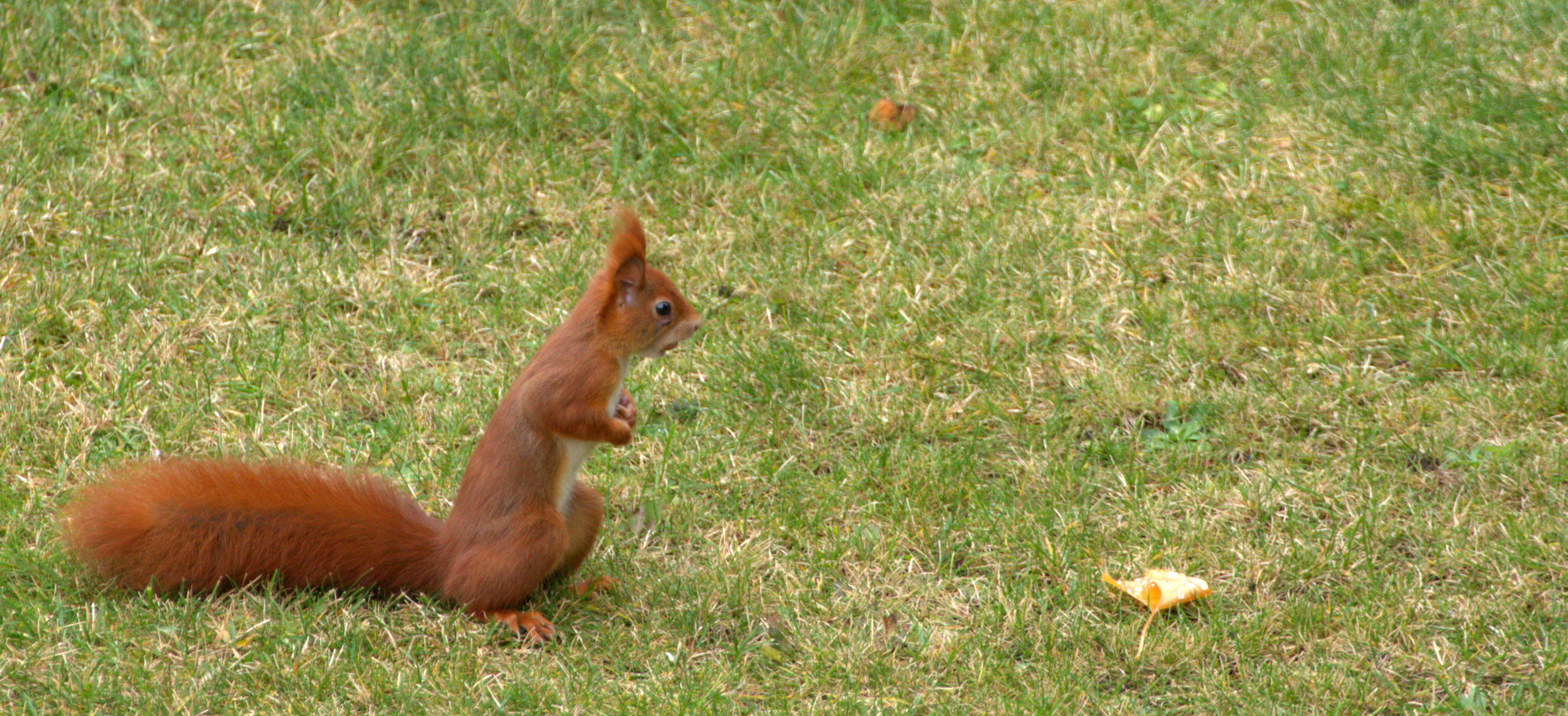 Eichhörnchen