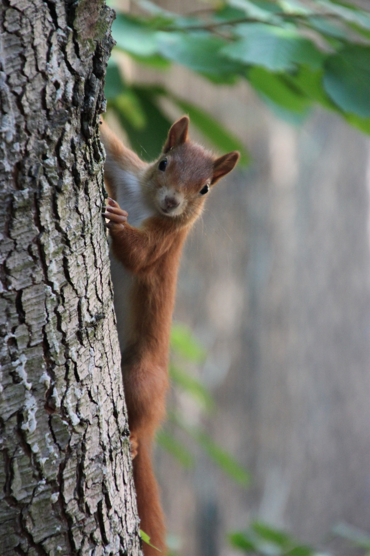 Eichhörnchen