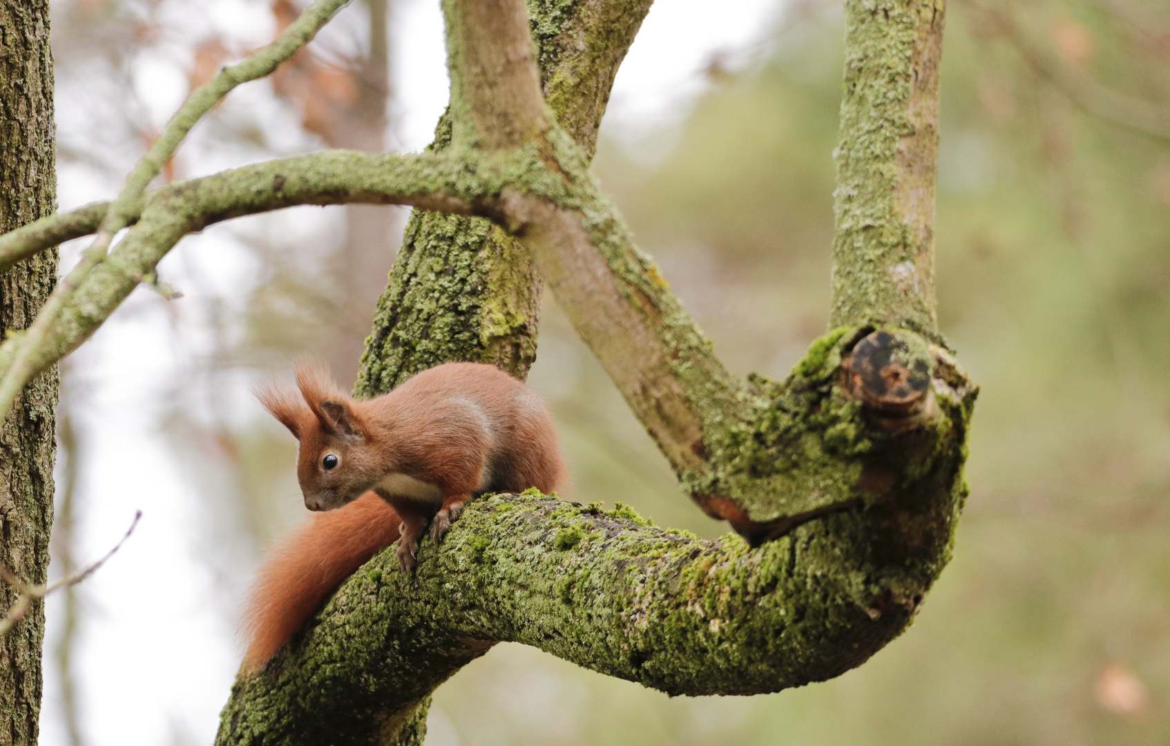 Eichhörnchen