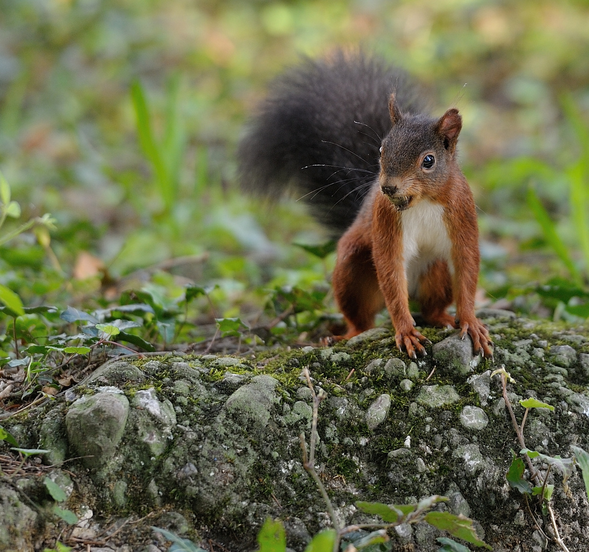 Eichhörnchen