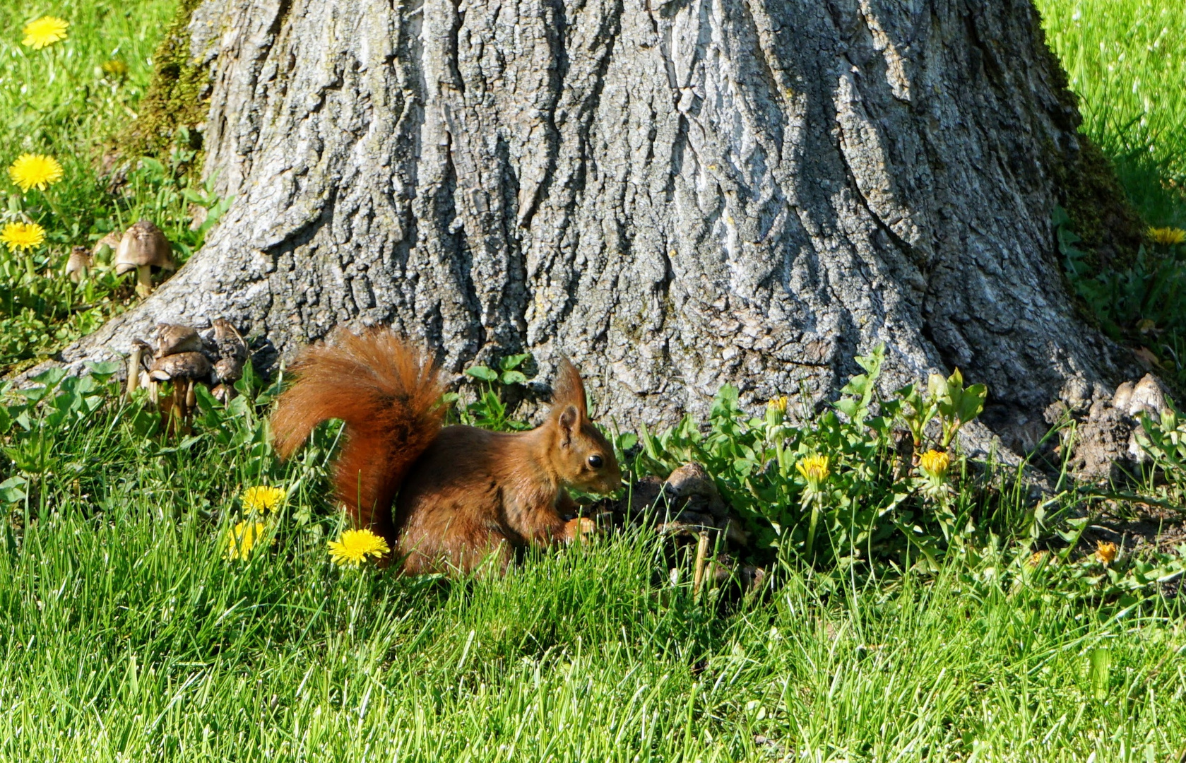 Eichhörnchen