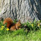 Eichhörnchen