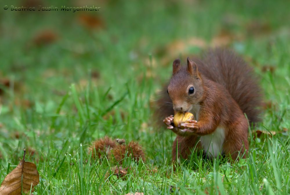 Eichhörnchen