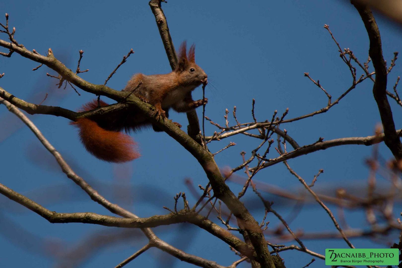 Eichhörnchen