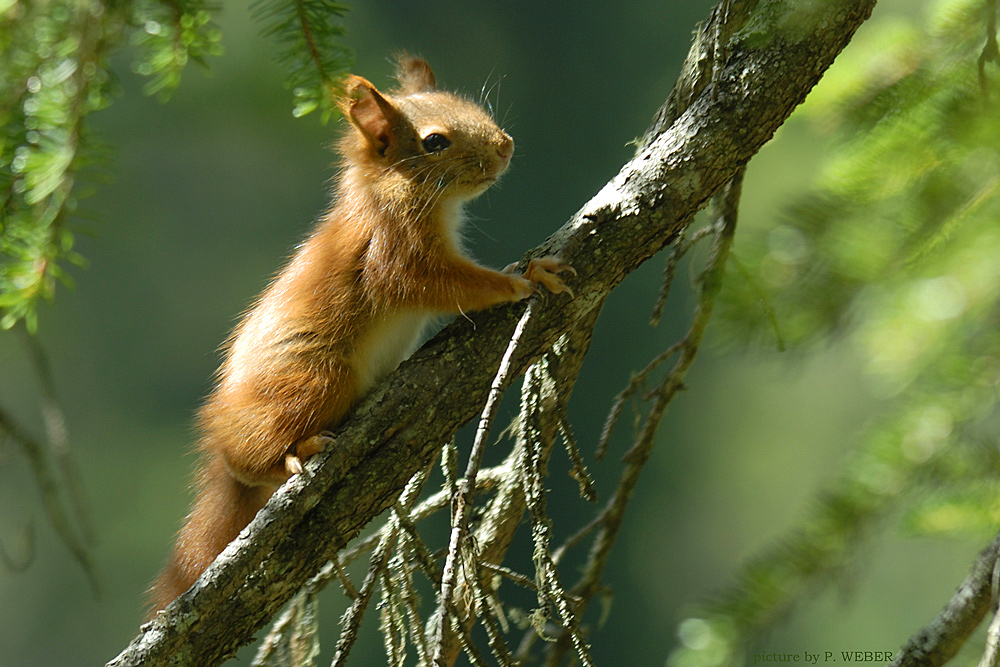 Eichhörnchen