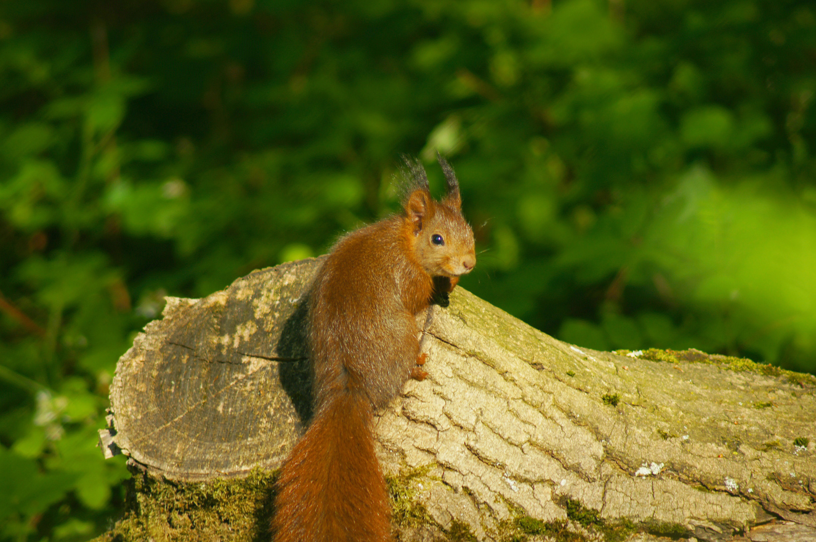 Eichhörnchen