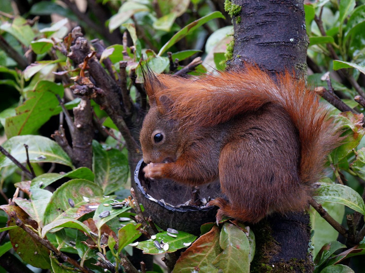 Eichhörnchen