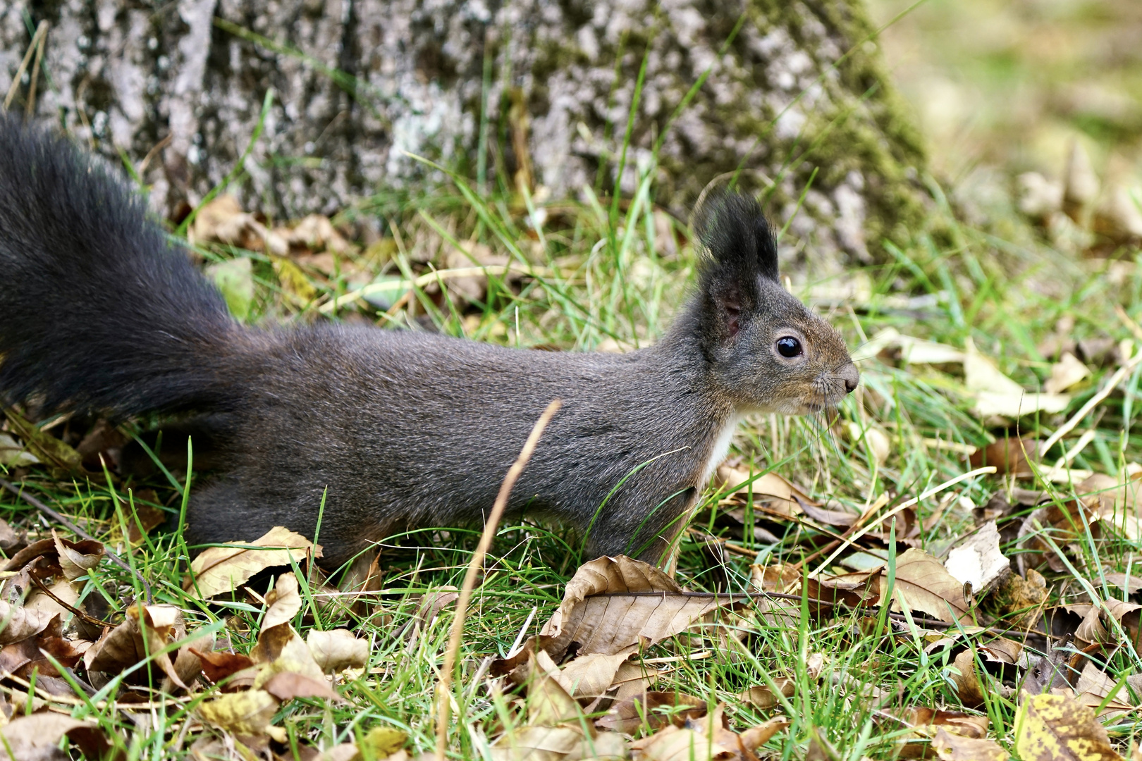 Eichhörnchen