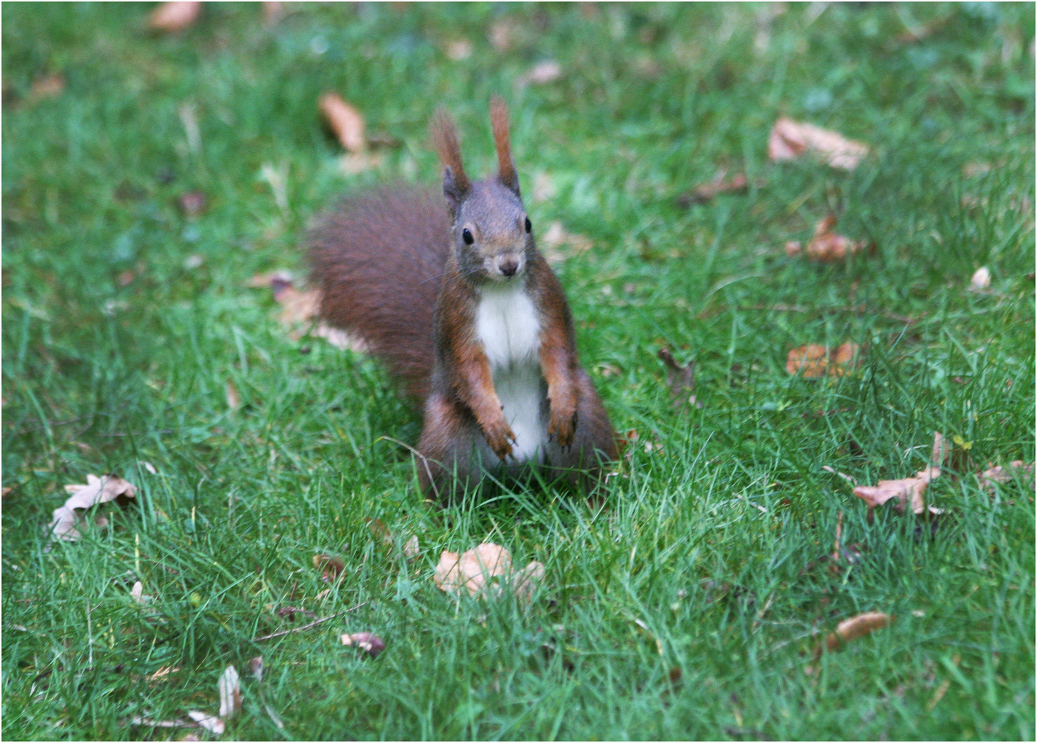 Eichhörnchen