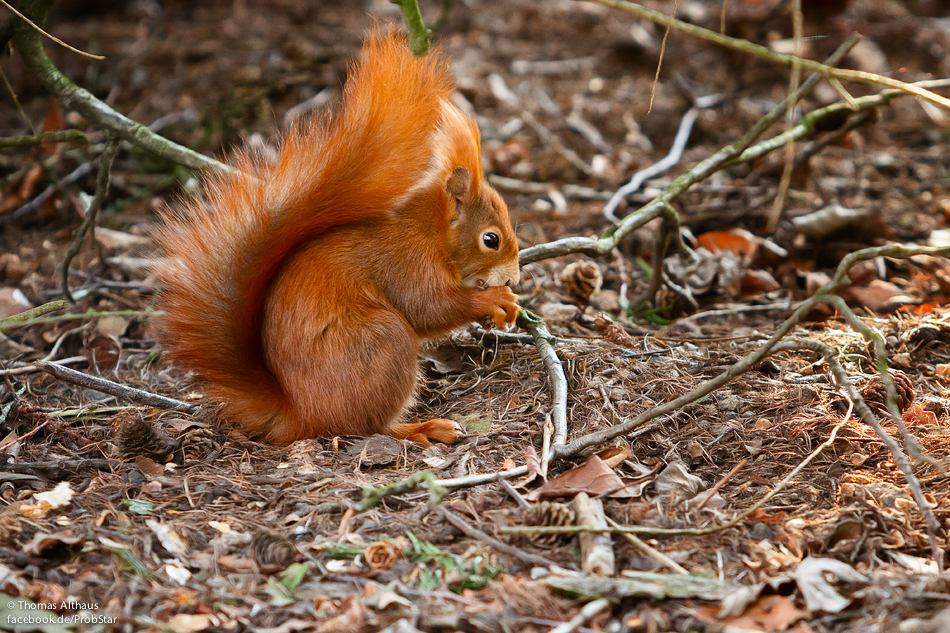 Eichhörnchen