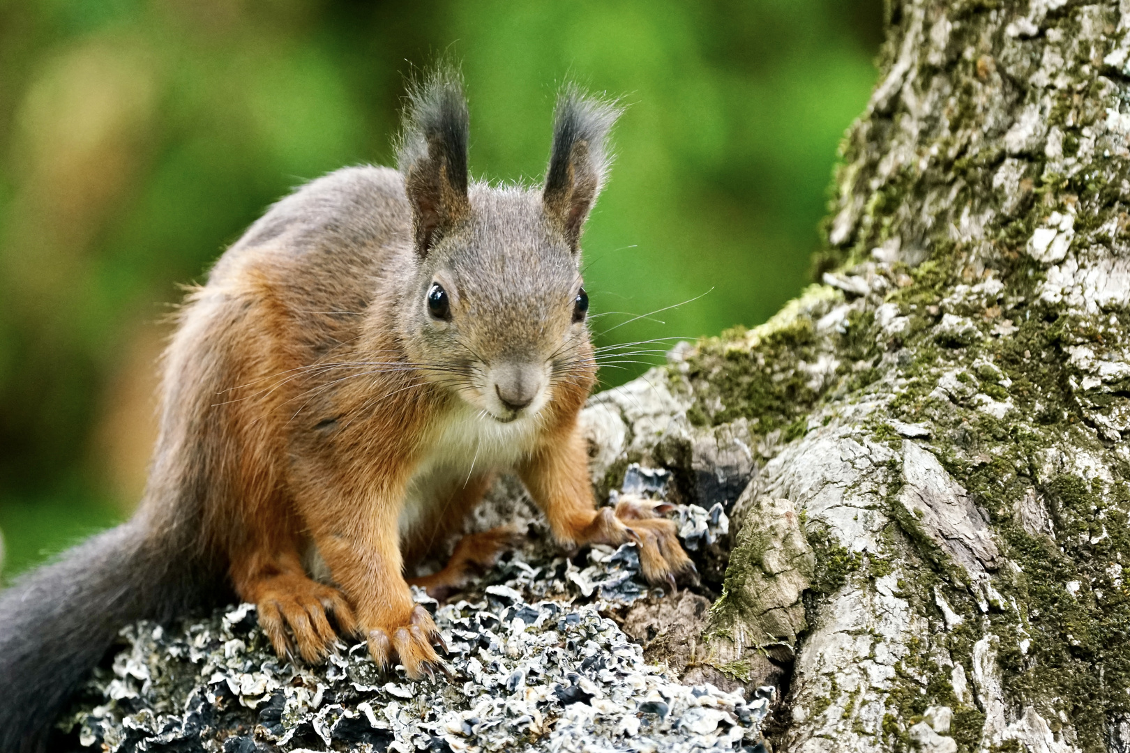 Eichhörnchen