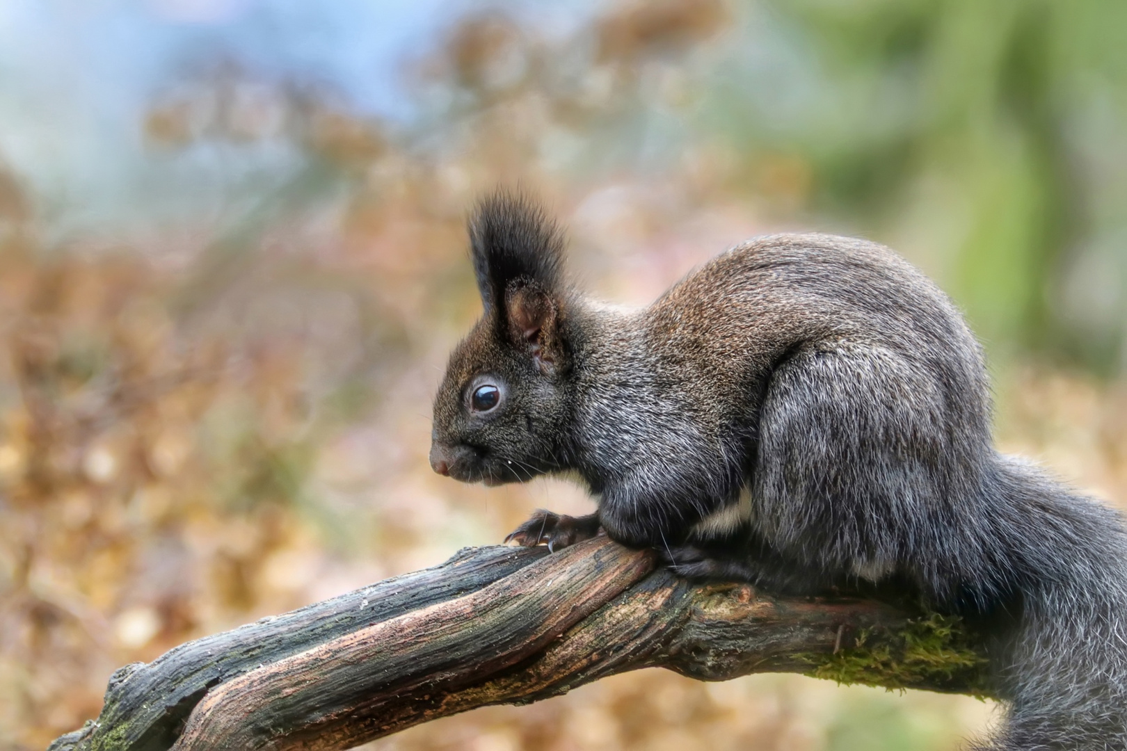 Eichhörnchen