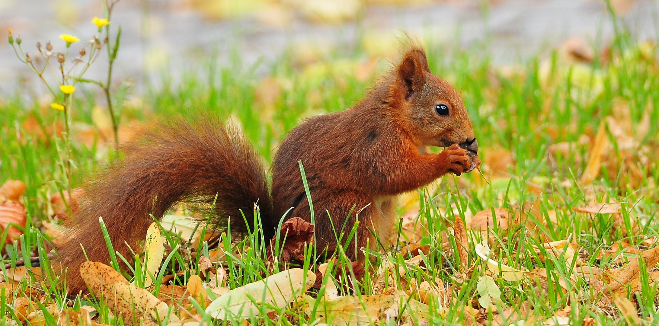 Eichhörnchen